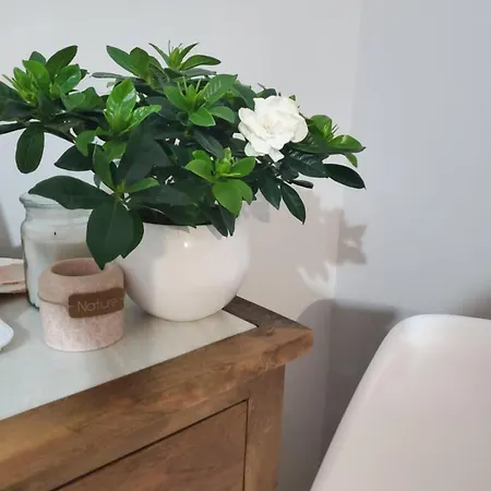 Cozy Apartman Petrics